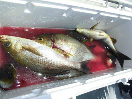 大進丸(愛知) 釣果