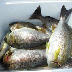 大進丸(愛知) 釣果