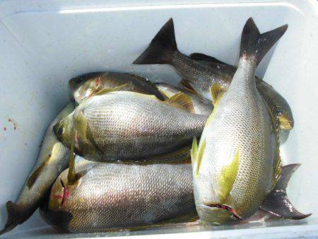 大進丸(愛知) 釣果