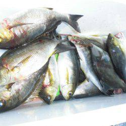 大進丸(愛知) 釣果