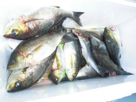 大進丸(愛知) 釣果