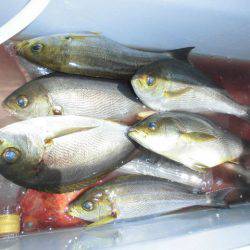 大進丸(愛知) 釣果