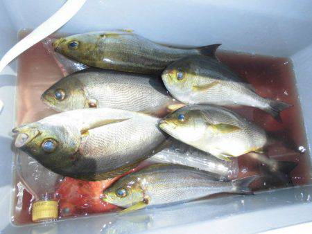 大進丸(愛知) 釣果