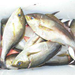 大進丸(愛知) 釣果