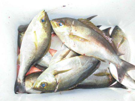 大進丸(愛知) 釣果