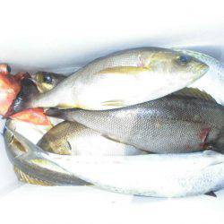 大進丸(愛知) 釣果