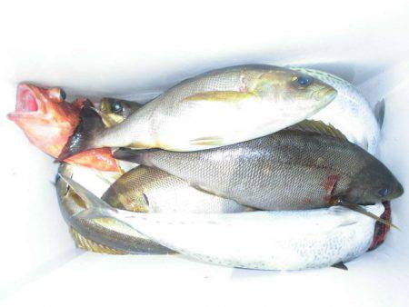 大進丸(愛知) 釣果