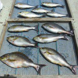 大進丸(愛知) 釣果