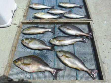 大進丸(愛知) 釣果