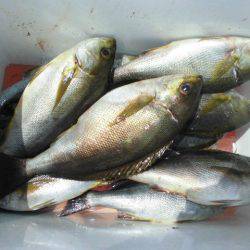 大進丸(愛知) 釣果