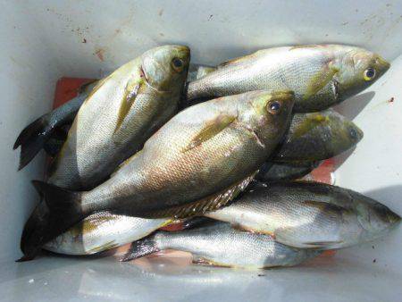 大進丸(愛知) 釣果