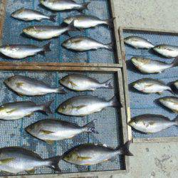 大進丸(愛知) 釣果