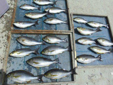 大進丸(愛知) 釣果