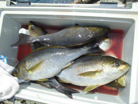 大進丸(愛知) 釣果