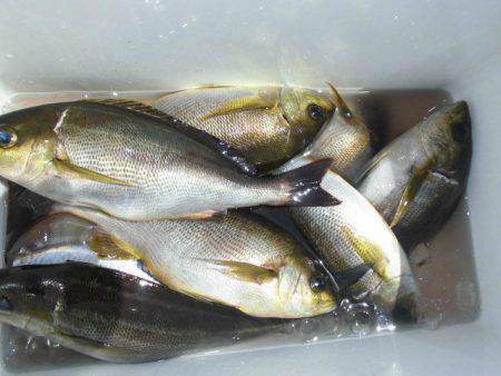 大進丸(愛知) 釣果