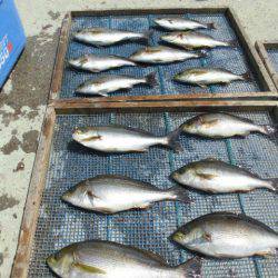 大進丸(愛知) 釣果