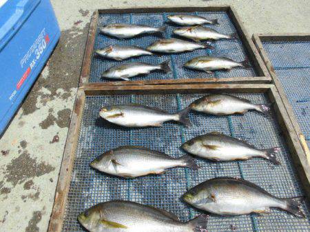 大進丸(愛知) 釣果