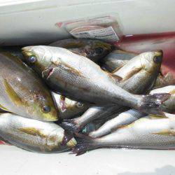 大進丸(愛知) 釣果