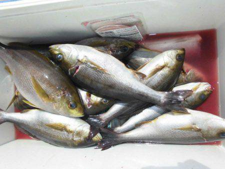 大進丸(愛知) 釣果