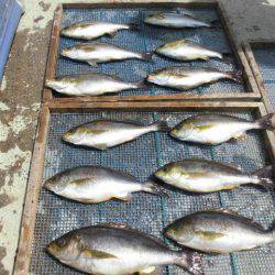 大進丸(愛知) 釣果