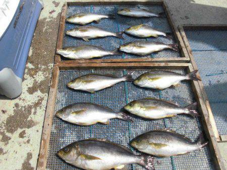 大進丸(愛知) 釣果