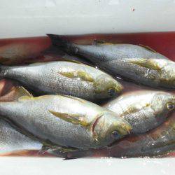 大進丸(愛知) 釣果