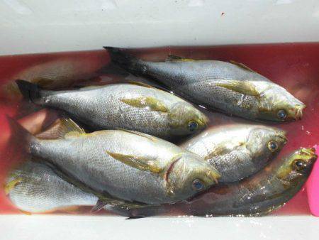 大進丸(愛知) 釣果