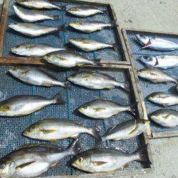 大進丸(愛知) 釣果