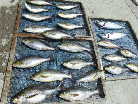 大進丸(愛知) 釣果