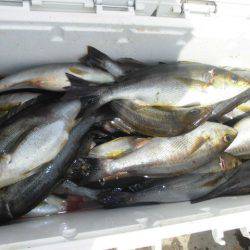 大進丸(愛知) 釣果