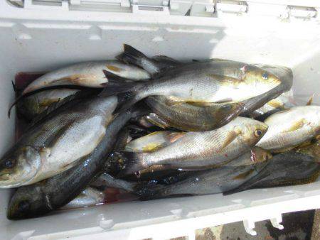 大進丸(愛知) 釣果