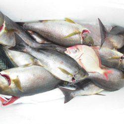 大進丸(愛知) 釣果