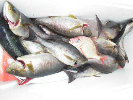 大進丸(愛知) 釣果