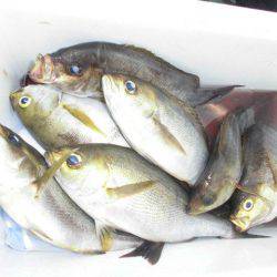 大進丸(愛知) 釣果