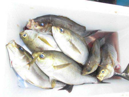 大進丸(愛知) 釣果