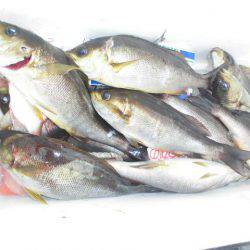 大進丸(愛知) 釣果