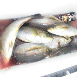 大進丸(愛知) 釣果