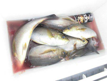 大進丸(愛知) 釣果