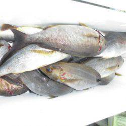 大進丸(愛知) 釣果