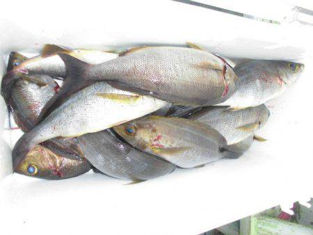 大進丸(愛知) 釣果