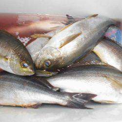 大進丸(愛知) 釣果