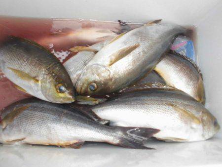 大進丸(愛知) 釣果