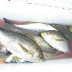 大進丸(愛知) 釣果