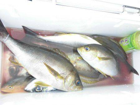 大進丸(愛知) 釣果