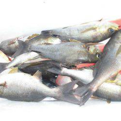 大進丸(愛知) 釣果