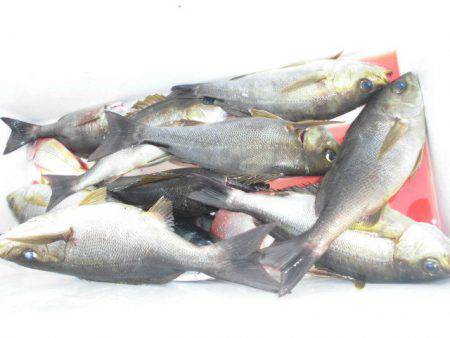 大進丸(愛知) 釣果