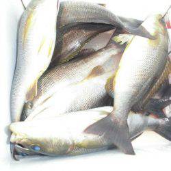 大進丸(愛知) 釣果