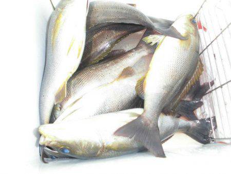 大進丸(愛知) 釣果