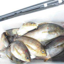 大進丸(愛知) 釣果