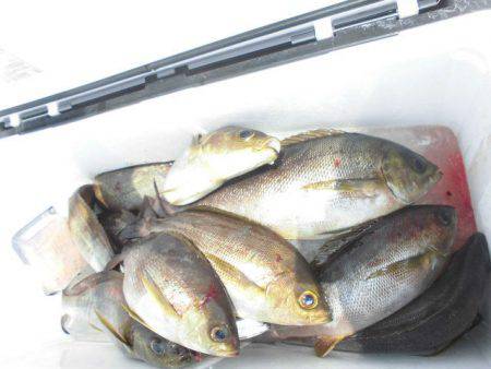 大進丸(愛知) 釣果